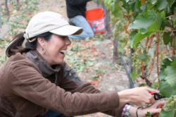 Katie Grassini at Happy Canyon harvest 2011